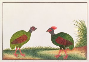 Pernice crestato, gallina e gallo, da Disegni di uccelli di Malacca, c.1805-18